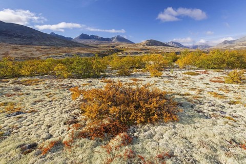 Dwarf birch