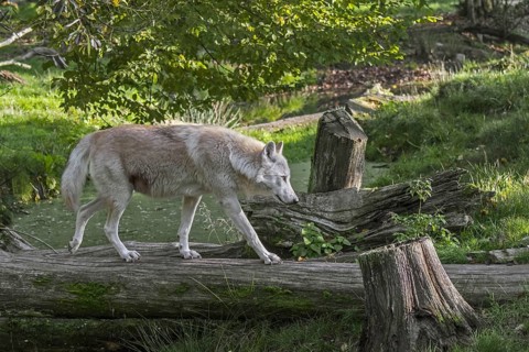 White Northwestern wolf