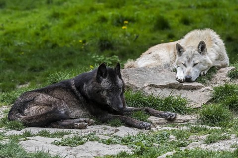 Northwestern wolf