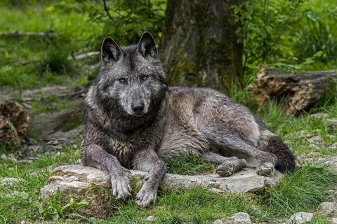 Black Northwestern wolf