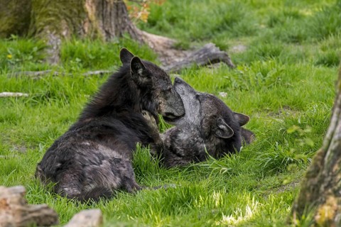 Two black Alaskan Northwestern timber wolves