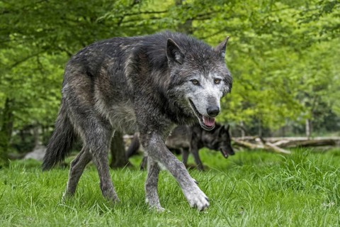 Two black Northwestern wolves