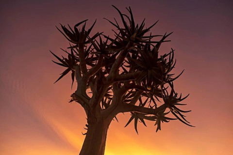Quiver tree