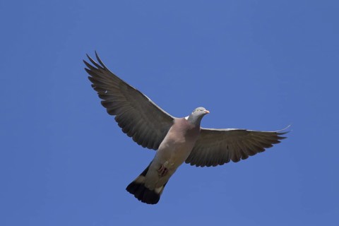 Common Wood Pigeon
