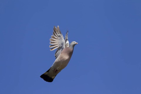 Common Wood Pigeon