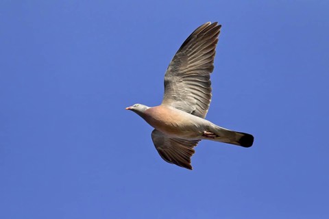 Common Wood Pigeon