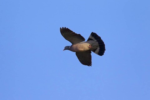 Common Wood Pigeon