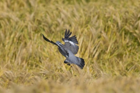 Common Wood Pigeon