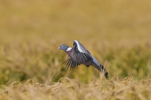 Common Wood Pigeon