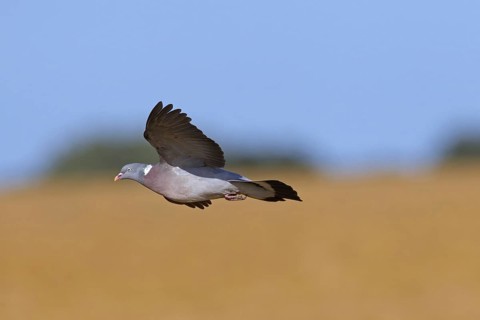 Common Wood Pigeon