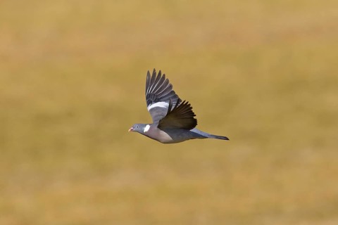 Common Wood Pigeon