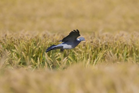 Common Wood Pigeon