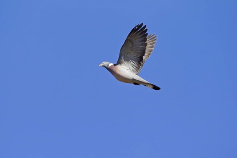 Common Wood Pigeon