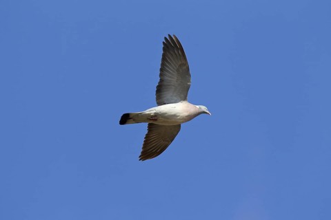Common Wood Pigeon