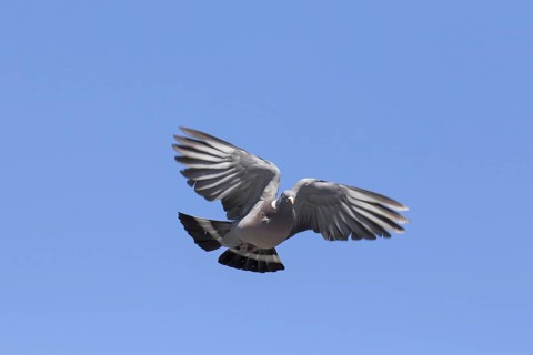 Common wood pigeon