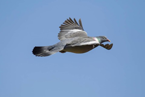 Common wood pigeon
