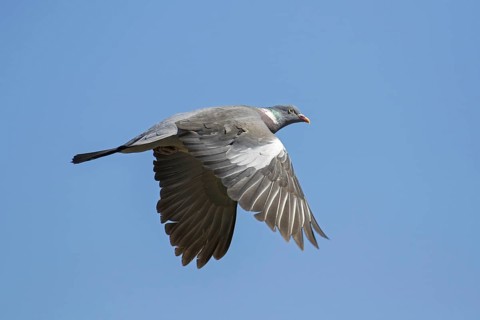 Common wood pigeon