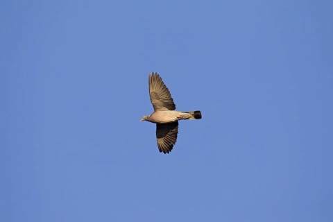 Common wood pigeon