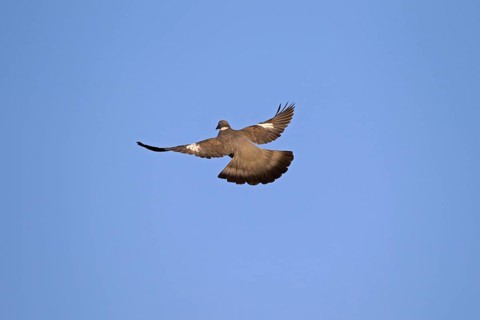 Common wood pigeon