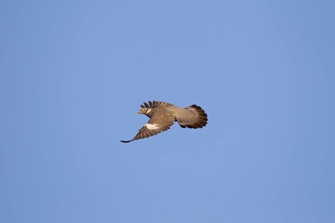 Common wood pigeon