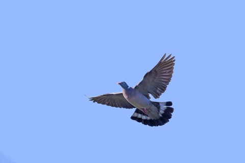 Common wood pigeon