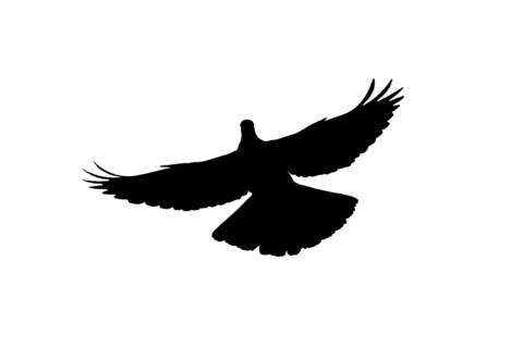 Silhouette of common wood pigeon