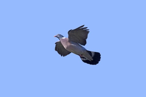 Common wood pigeon