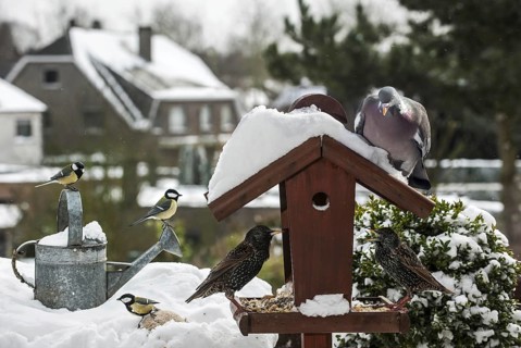 Common Starlings