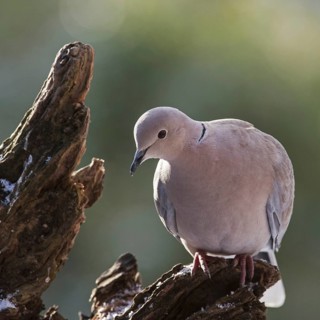 Eurasian Collared Dove