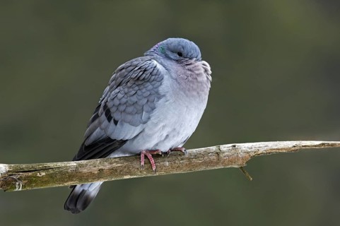 Stock dove