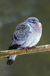 Stock dove