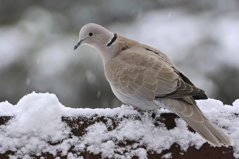 Eurasian collared dove