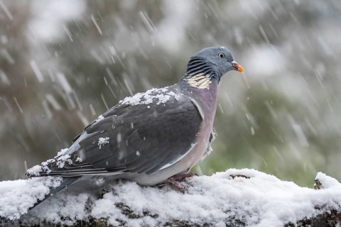 Common wood pigeon