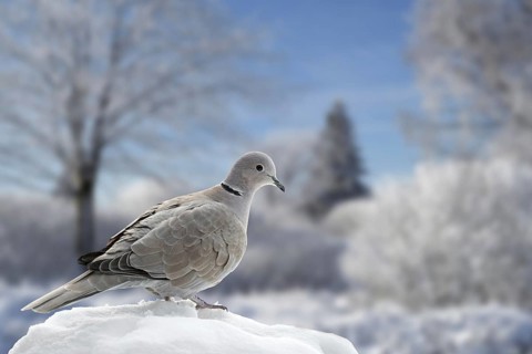 Eurasian collared dove
