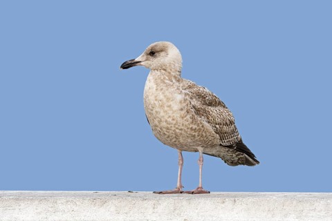 Juvenile European herring gull