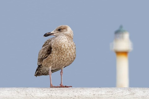 Juvenile European herring gull