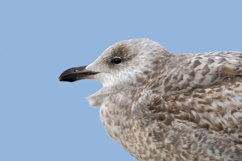 Juvenile European herring gull