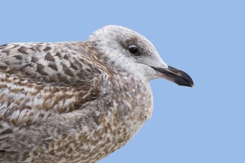Juvenile European herring gull