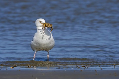 European herring gull