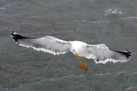 Herring Gull