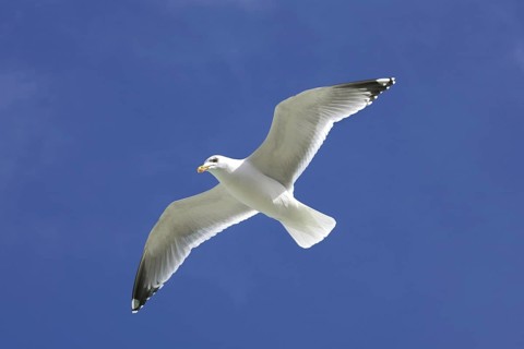 Herring gull