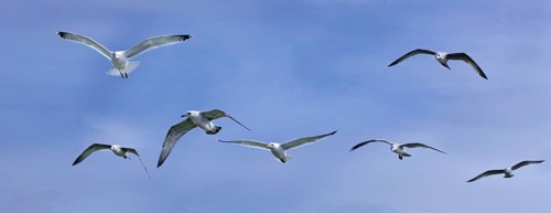 Herring gulls