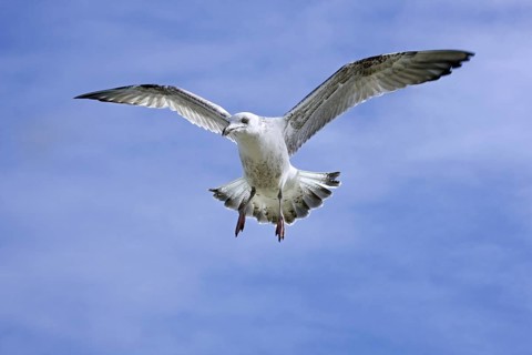 Herring gull