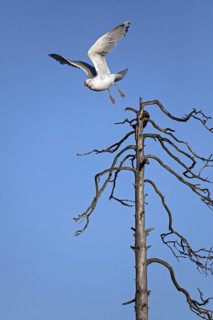 Herring gull