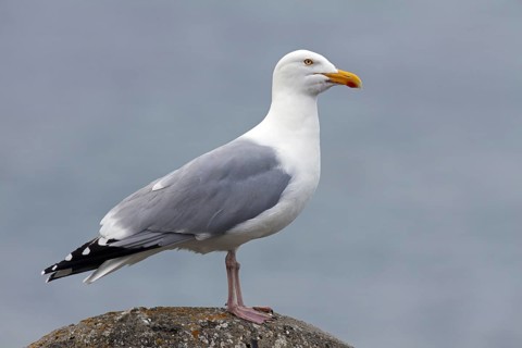 European Herring Gull