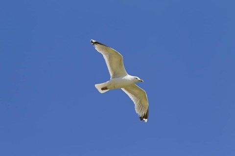 European Herring Gull