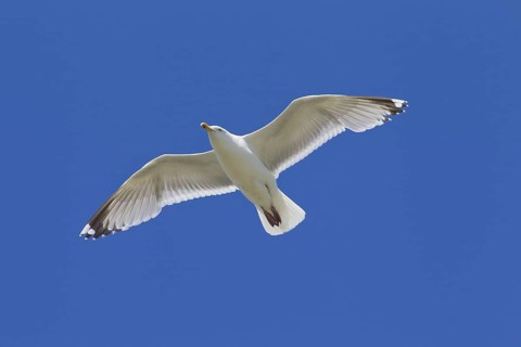 European Herring Gull