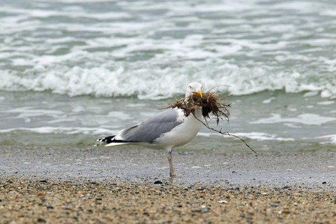 European Herring Gull