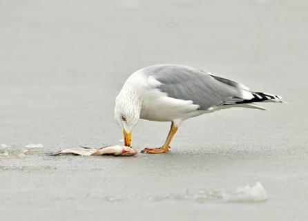 European Herring Gull