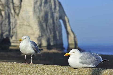 Herring gulls